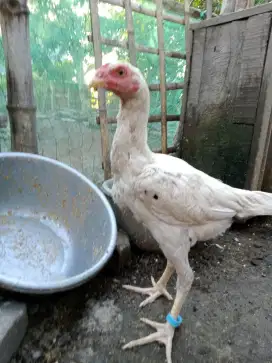 ayam Shamo putih
