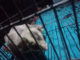 sugar glider jantan 1-2thn