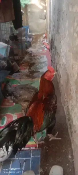 jual ayam bngkok jago dan biang pelung