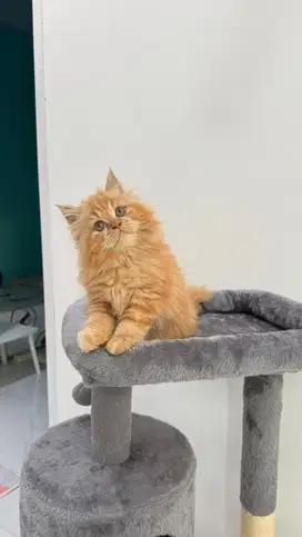 Kucing Kitten Persia Jantan Long Hair