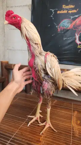 Ayam bangkok plucker pama super istimewa pkul jalu bervideo