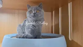 British Shorthair Kitten