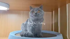 Kucing British Shorthair Betina