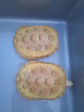 KURA RES ALBINO 2 EKOR BETINA
