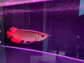 Di jual ikan arwana super red