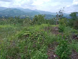Dijual cepat tanah di desa Pabuaran Kec Sukamakmur Kabupaten Bogor