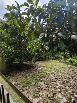 Tanah Luas 2.930 m² Dijual di Wanayasa – View Alam, Harga Terbaik Hany