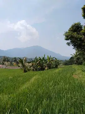 Dijual Tanah Strategis di Tanjungsari Bogor