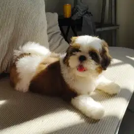 Anak Anjing Shihtzu Pure