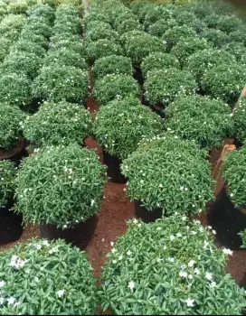 Pohon rembosa bulat