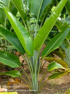 Tanaman hias pohon pisang kipas tinggi 1mtr_3mtr