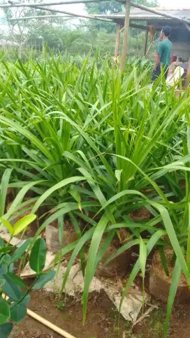 Pohon pandan bali tinggi 1mtr