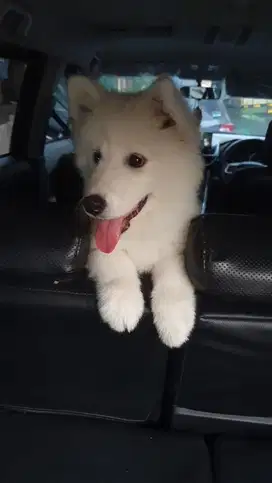 Samoyed umur 2 bulan jantan