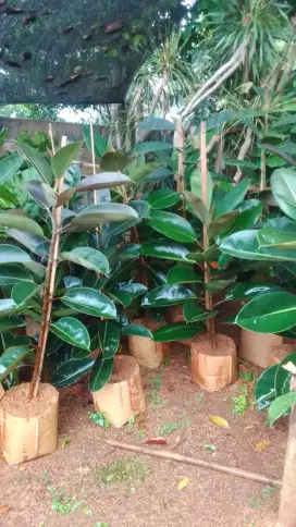 Pohon karet kebo tinggi 1mtr_2mtr