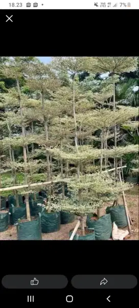 Pohon ketapang kencana varigata tinggi 2mtr_4mtr