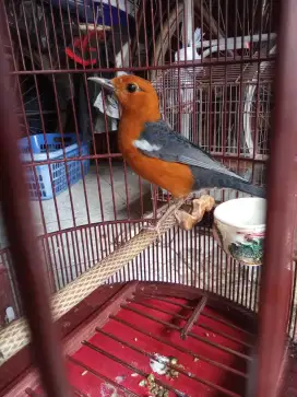 Borongan 3 Anis merah FS
