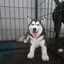 Siberian husky - alaska malmute
