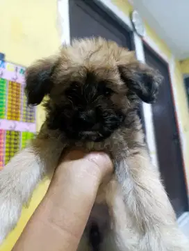 Anak Anjing puddle mix