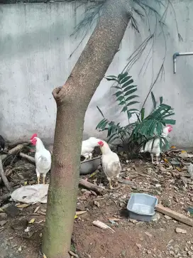 Jual ayam jantan dan betina sehat-sehat