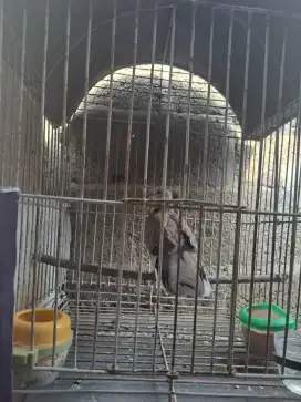Tekukur derkuku bukan perkutut bukan puter pelung bukan kandang besi
