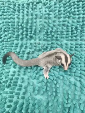 Sugar glider grey jantan