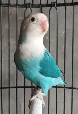 Burung Lovebird love bird Nyasa Blue Jantan gestang