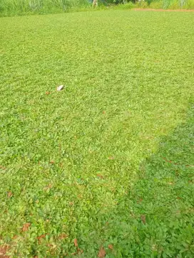 jasa pemasangan rumput gajah mini