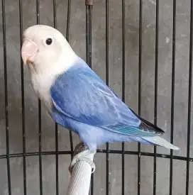 Burung Lovebird love bird Biola Violet burja