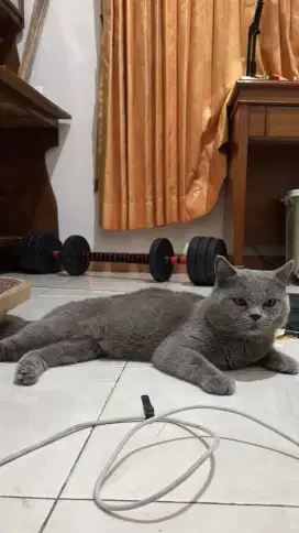 KUCING BRITISH SHORTHAIR LINE IMPORT