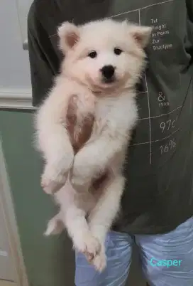 Jual Puppies Samoyed Stamboom Big Bone