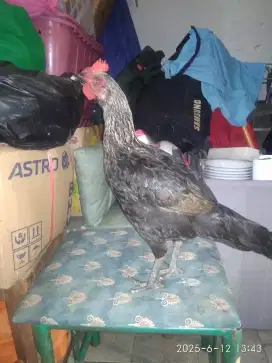 Jual ayam bangkok