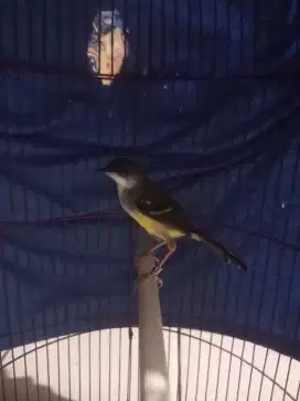 Burung Ciblek Semi