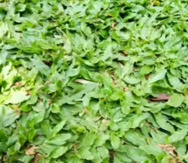 Rumput gajah mini