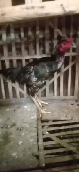 Ayam pakhoy balackbull mantap jantan udah win super jos pukul ko