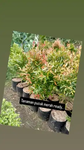 Tanaman pucuk merah