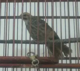 cucak rawa / cucak rowo jantan ropel