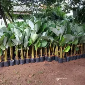 Ready pohon calatea tinggi 1m