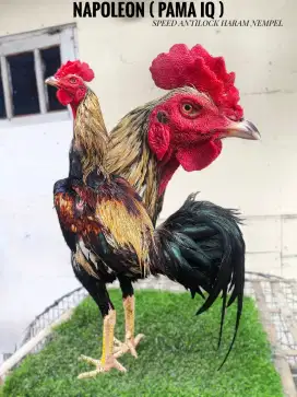 Ayam bangkok , mangon , birma , pakoy , pama