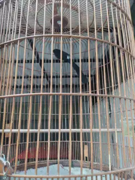 3 ekor Burung murai umur 1 thn 7 bln & 8 ekor trotol U 1,5 s/d 2 bln