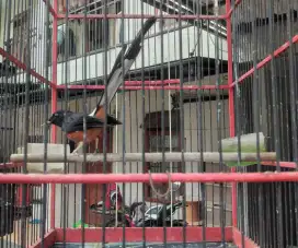 2 ekor Burung murai umur 1 thn 7 bln & 8 ekor trotol U 1,5 s/d 2 bln