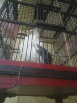 Burung sangkar kotak