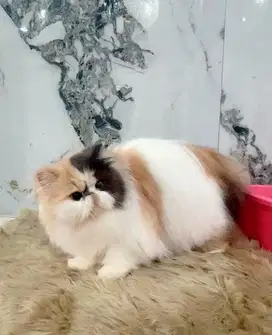 Persian Calico 5 Bulan