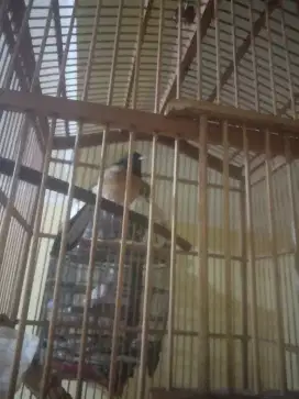 Burung murai batu