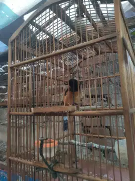 Murai batu medan betina ring