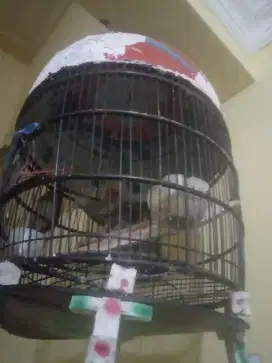 Perkutut cemani hitam gacor