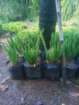 Terima jasa bikin pertikal