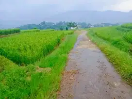 Jual tanah pingir jalan desa luas 210tmbk srt ajb lokasi cimaung