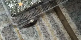 jual ikan hias corydoras pigmi