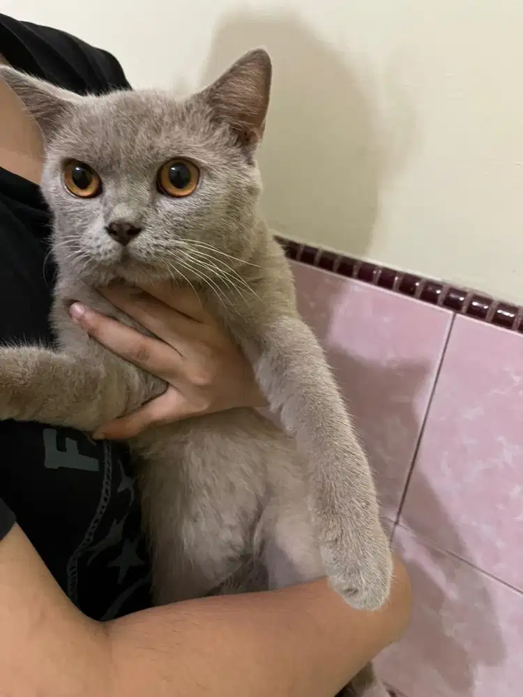 British short hair lilac