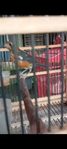 Burung Anis Merah jantan